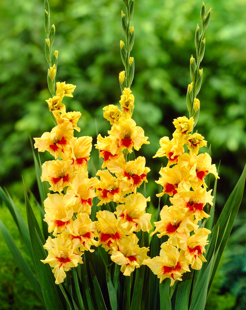 Gladiolus Jester 10-pakning